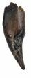 Didelphodon Tooth - Cretaceous Marsupial Mammal #54954-1